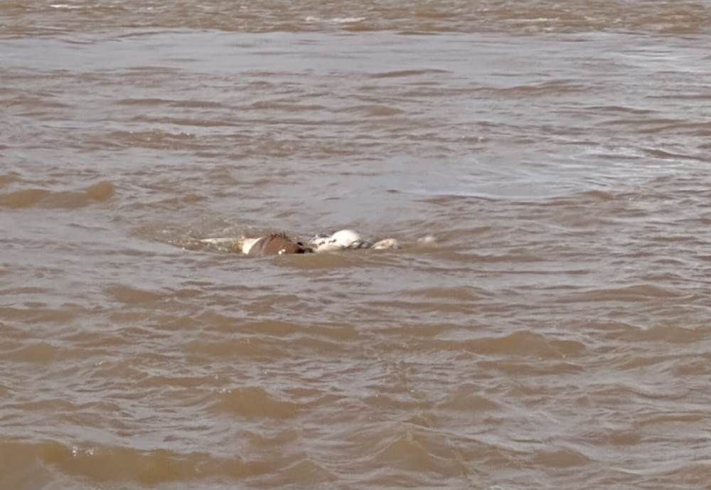 Corpo é Encontrado Boiando No Rio Amazonas Suspeita Se Que Seja Do Homem Que Se Jogou Da Ferry 2214