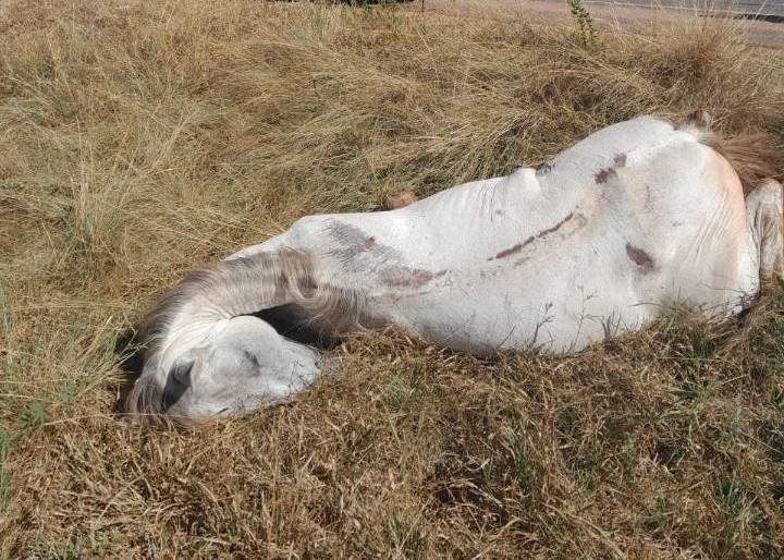 Cavalo morto em mata incomoda moradores da região Oeste de Franca